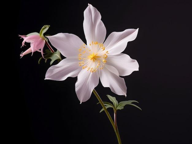 Flor de Columbine em fundo de estúdio flor de Columbine única flor de flor bonita imagem gerada por ai