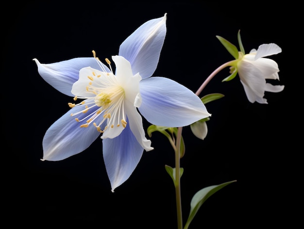 Flor de Columbine em fundo de estúdio flor de Columbine única flor de flor bonita imagem gerada por ai