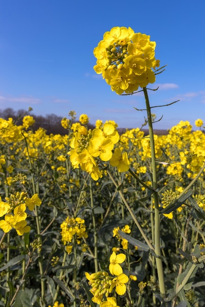 Flor de colza (Brassica napus) na zona rural de East Sussex perto de Birch Grove