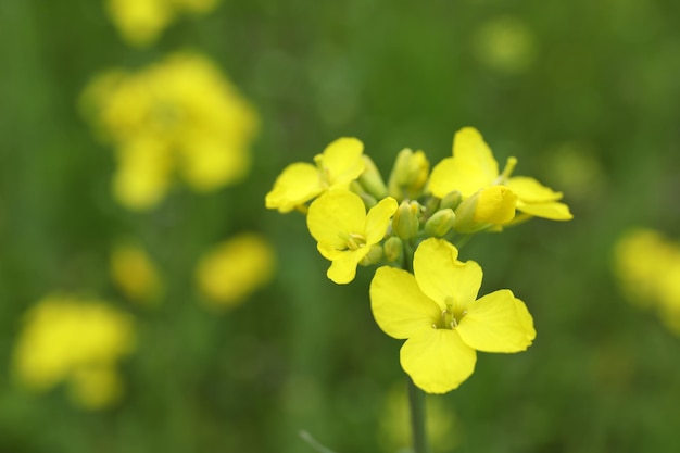 Flor de colza, close-up e foco seletivo