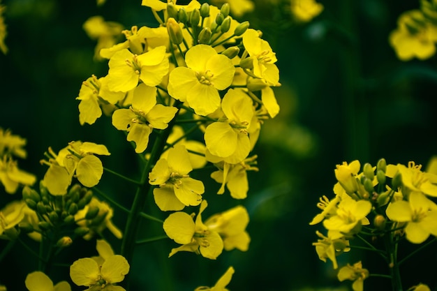 Flor de colza em um campo na primavera Colza brassica napus