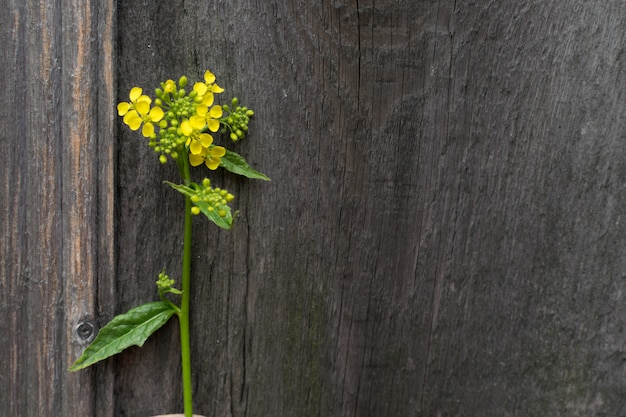 Flor de colza selvagem, também conhecida como estupro ou colza