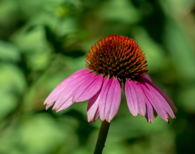 Flor de cone rosa única