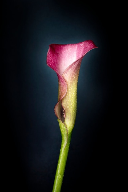 Flor de copo-de-leite em fundo escuro