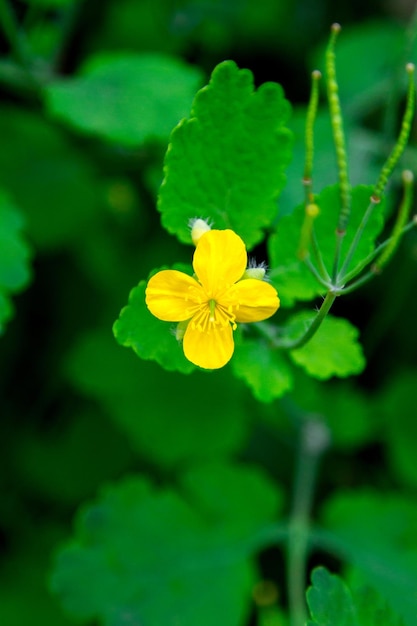 Flor de cor amarela em um fundo verde