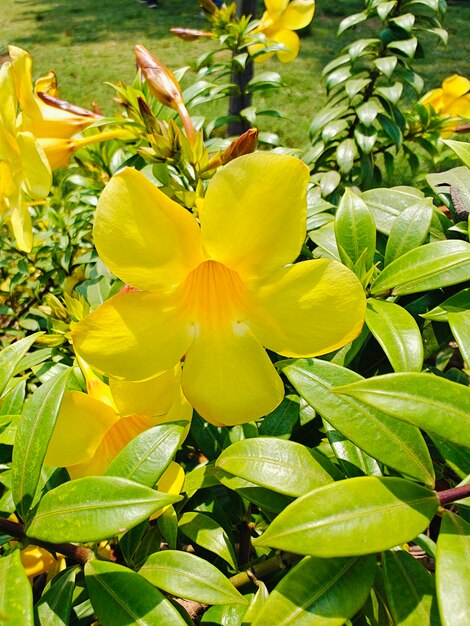 Flor de cor amarela no jardim