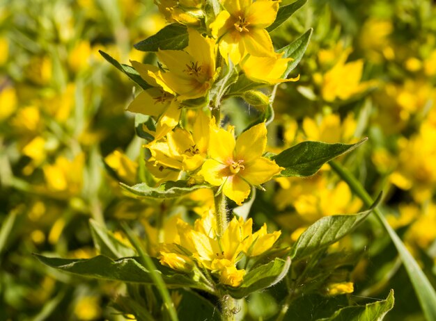 Flor de cor amarela