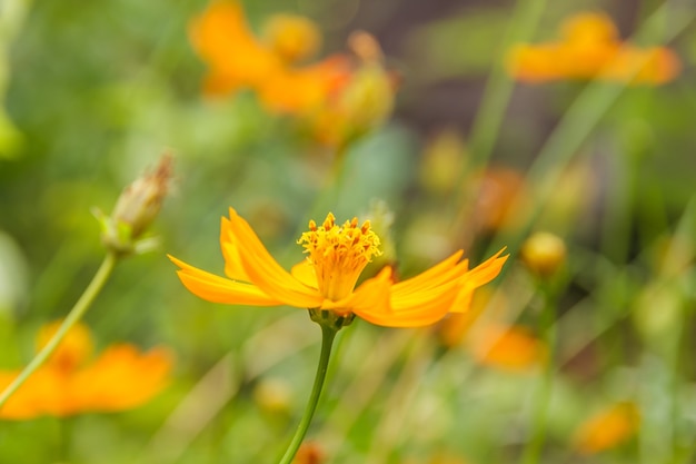 Flor de cor ouro amarelo bonito é integrado com um grupo