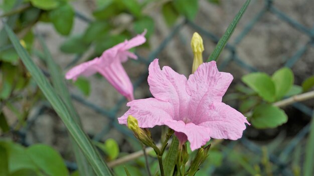 Flor de cor rosa maia de Ruellia Simplex com fundo verde natural