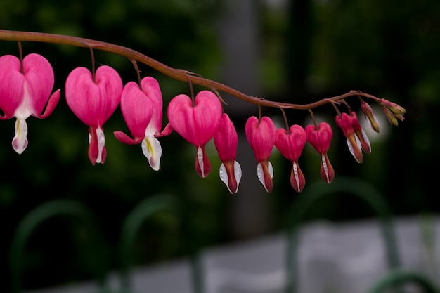 Foto flor de coração sangrando