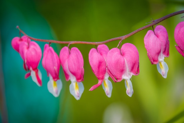 Flor de coração sangrando