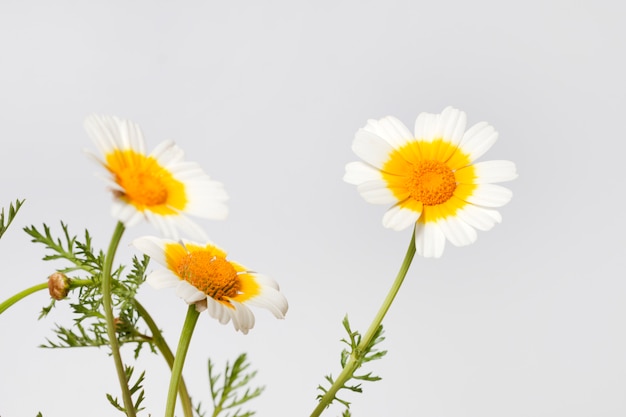 Flor de coronário de crisântemo