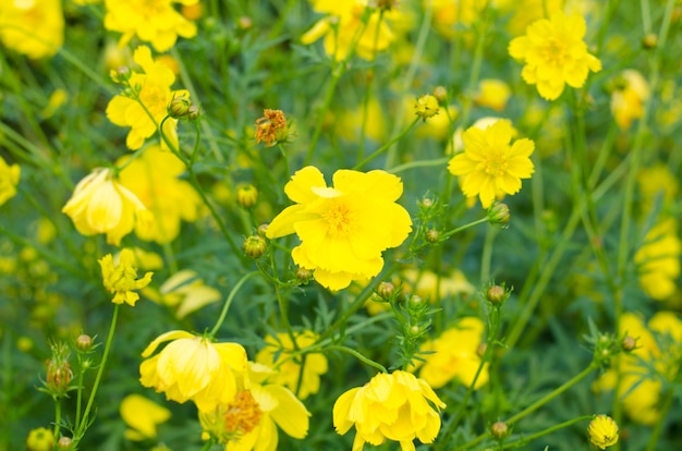 flor de cosmos amarelo