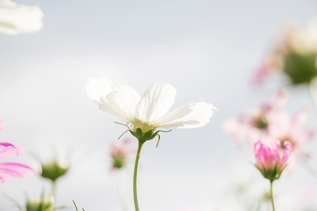 Flor de cosmos branco no jardim