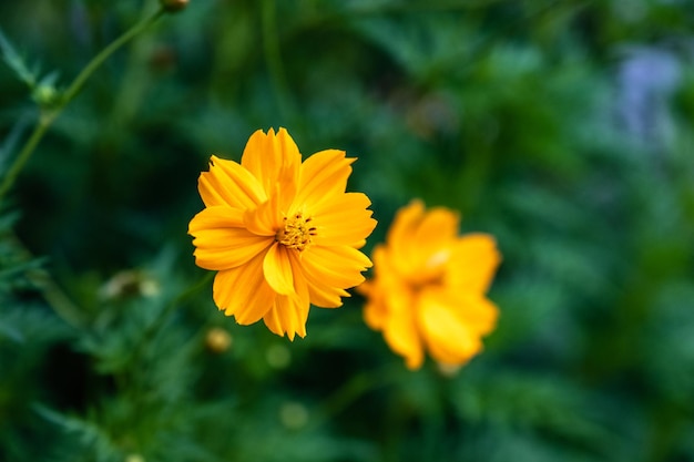 Flor de cosmos de flor de laranjeira no mato