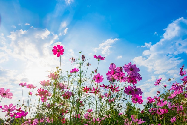 Flor de cosmos e céu azul