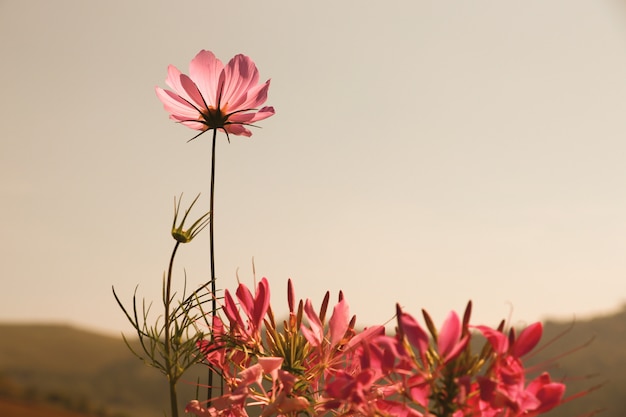 Flor de cosmos e cor de sépia de flor de aranha no parque na temporada de verão