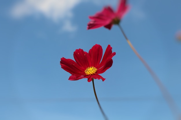 Flor de cosmos florescendo em vista natural