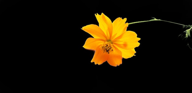 Flor de cosmos laranja isolada em fundo branco