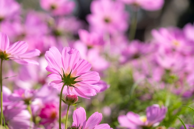 Foto flor de cosmos rosa close-up no campo.