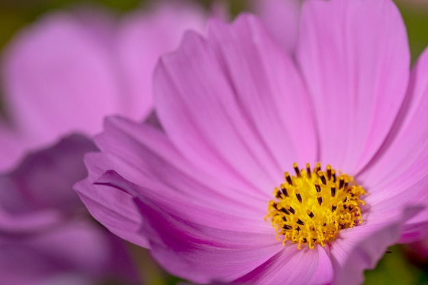 Foto flor de cosmos rosa close-up.