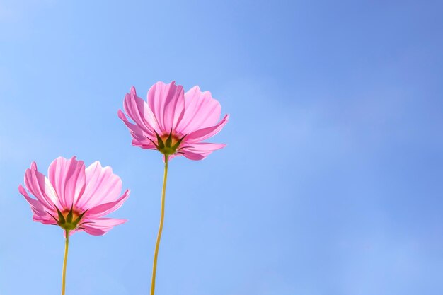 Foto flor de cosmos rosa em fundo de céu azul espaço de cópia