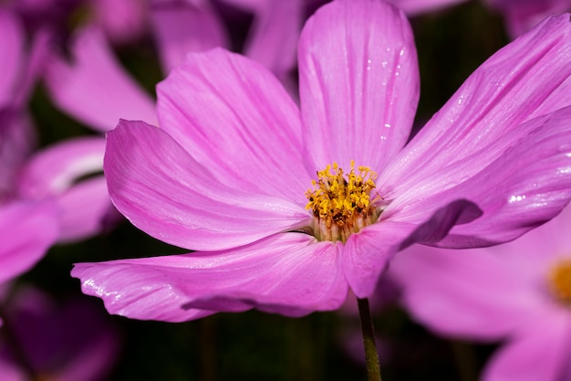 flor de cosmos rosa em preto