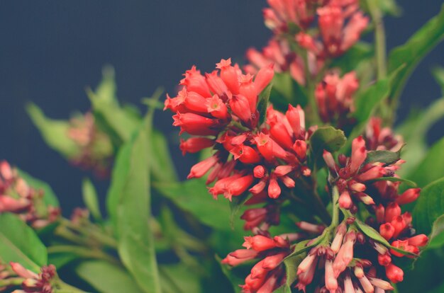 Foto flor de costrum vermelho para plano de fundo