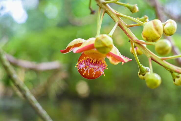 Foto flor de couroupita guianensis ou árvore bala de canhão na malásia