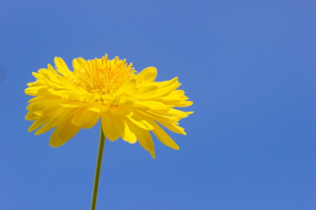 flor de crisântemo amarelo no fundo azul do céu.