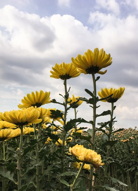 Flor de crisântemo amarelo.