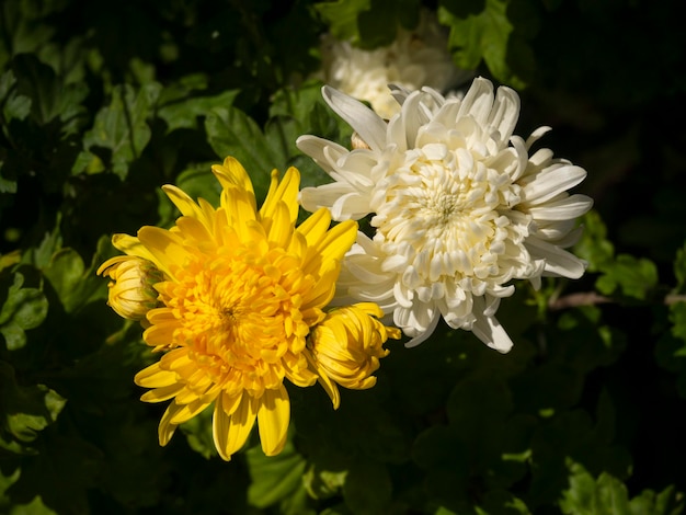 Flor de crisântemo branca e amarela fecha sobre um fundo preto