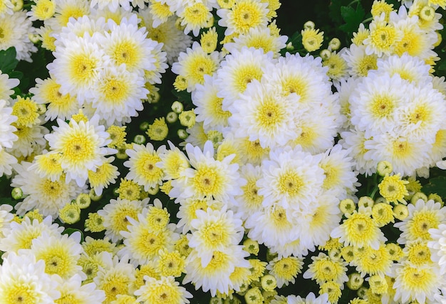 Flor de crisântemo branco com centro amarelo na vista superior