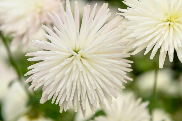 Foto flor de crisântemo branco em close-up verão no jardim