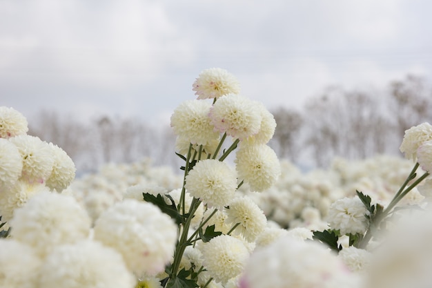 Flor de crisântemo branco lindo