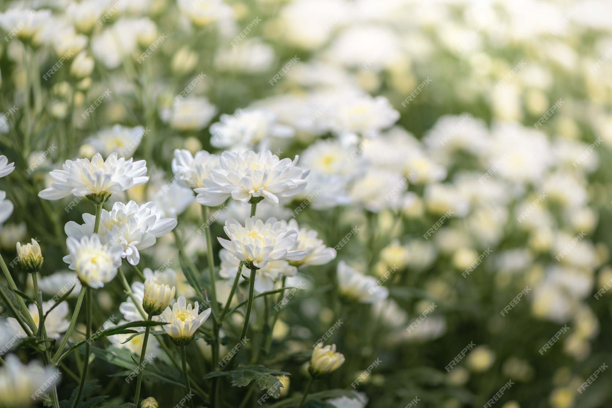 Flor de crisântemo branco pequeno, fundo de natureza | Foto Premium