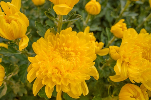 Flor de crisântemo colorido amarelo e laranja na fazenda Close-up de flor de crisântemo de cor amarela Padrões naturais de pétalas de flores Foco seletivo usado