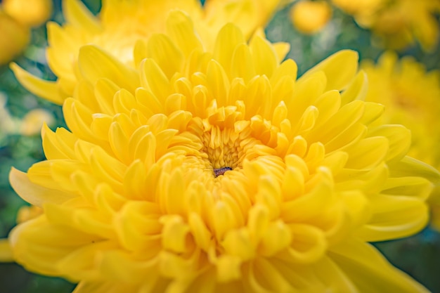 Flor de crisântemo colorido amarelo e laranja na fazenda Close-up de flor de crisântemo de cor amarela Padrões naturais de pétalas de flores Foco seletivo usado