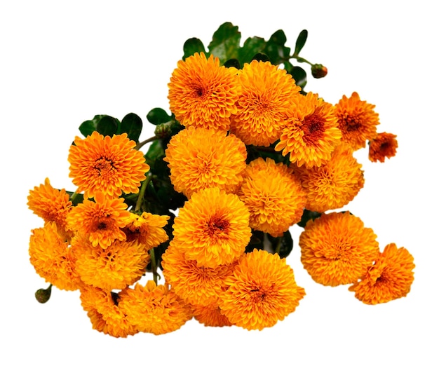 Flor de crisântemo de buquê de laranja isolada em fundo branco Conceito criativo de outono Objeto padrão floral Vista superior plana
