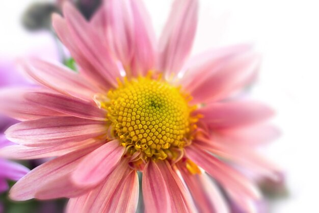 Flor de crisântemo de jardim de outono