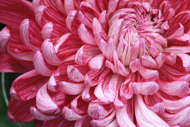 Flor de crisântemo em close-up com flor branca florescendo no jardim