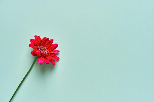 Flor de crisântemo em um fundo verde suave.