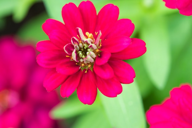 Flor de crisântemo está florescendo no parque De manhã