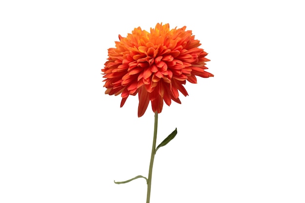 Flor de crisântemo laranja isolada em fundo branco Conceito criativo de outono Objeto padrão floral Vista superior plana