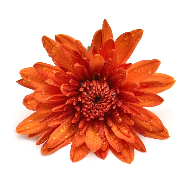 Flor de crisântemo laranja isolada no fundo branco. Camada plana, vista superior