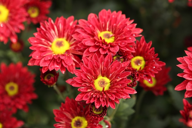 flor de crisântemo linda flor