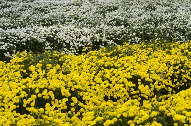 Flor de crisântemo orgânico no condado de Tongluo Miaoli de margarida do florista de Taiwanyellow