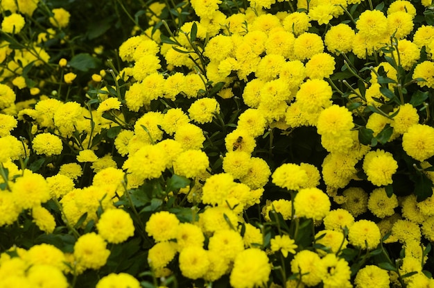 Flor de crisântemo orgânico no condado de Tongluo Miaoli de margarida do florista de Taiwanyellow