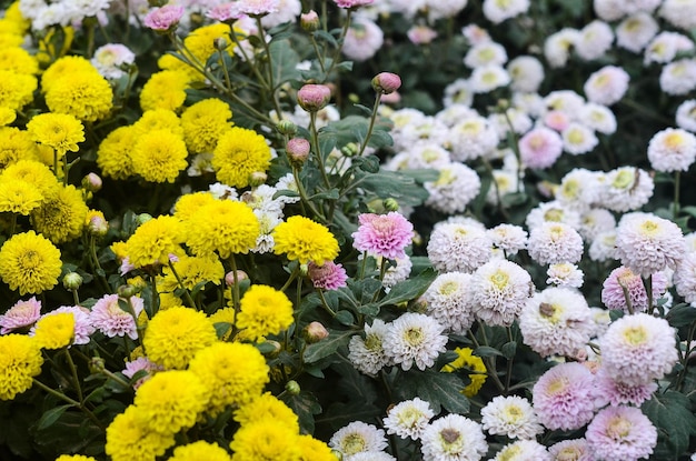 Flor de crisântemo orgânico no condado de Tongluo Miaoli de margarida do florista de Taiwanyellow