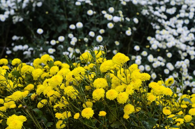 Flor de crisântemo orgânico no condado de Tongluo Miaoli de margarida do florista de Taiwanyellow